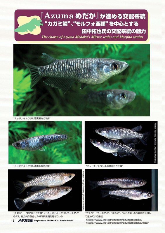 画像3: メダカ百華 Vol.20 (3)