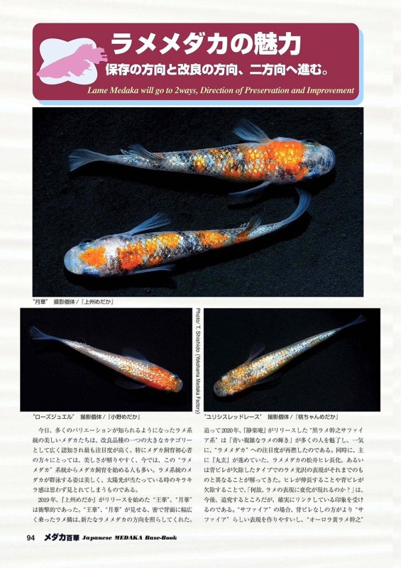 画像15: メダカ百華 Vol.20 (15)