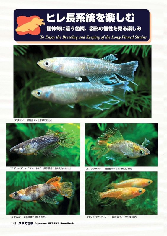 画像10: メダカ百華 Vol.20 (10)