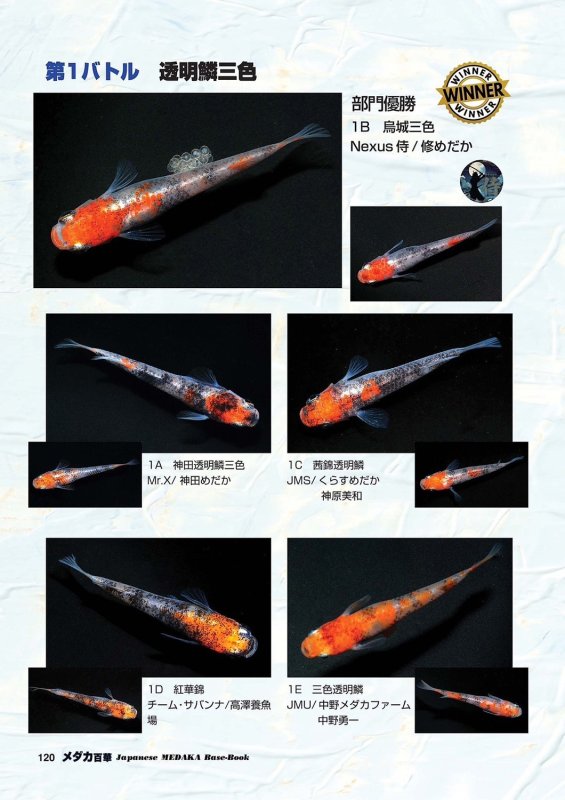 画像6: メダカ百華 Vol.20 (6)
