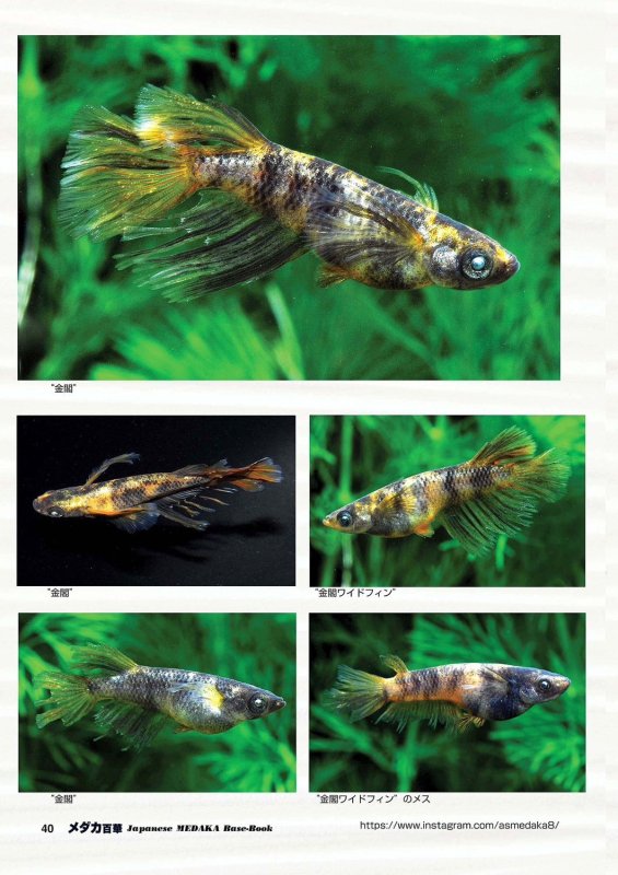 画像13: メダカ百華 Vol.20 (13)