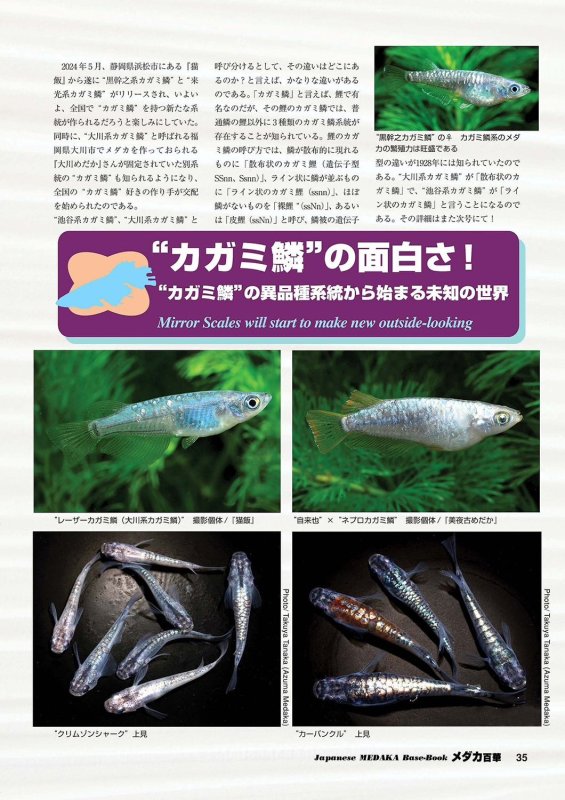 画像12: メダカ百華 Vol.20 (12)