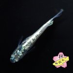 画像2: レックウザ 1ペア Ｍサイズ (2)