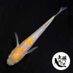 画像1: 王華ブルー 1♂2♀ Ｌサイズ 〜 上州めだか 〜 (1)