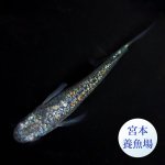 画像3: ネプチューン 1ペア Ｌサイズ 〜 宮本養魚場ブリード 〜 (3)