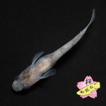画像3: 令和白ブチＷＦ（ホワイトフィン） 1ペア ＭＬサイズ (3)
