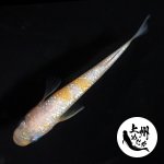 画像2: 王華ブルー 1♂2♀ Ｌサイズ 〜 上州めだか 〜 (2)
