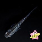 画像1: ブルームーン 1ペア Ｌサイズ (1)