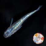 画像1: ネプチューン 1ペア Ｌサイズ 〜 小野めだかブリード 〜 (1)