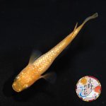 画像1: 紅華 1ペア Ｌサイズ 〜 小野めだかブリード 〜 (1)