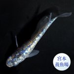 画像2: ネプチューン 1ペア Ｌサイズ 〜 宮本養魚場ブリード 〜 (2)