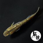 画像3: 金塊 1ペア Ｌサイズ 〜 辰龍ブリード 〜 (3)