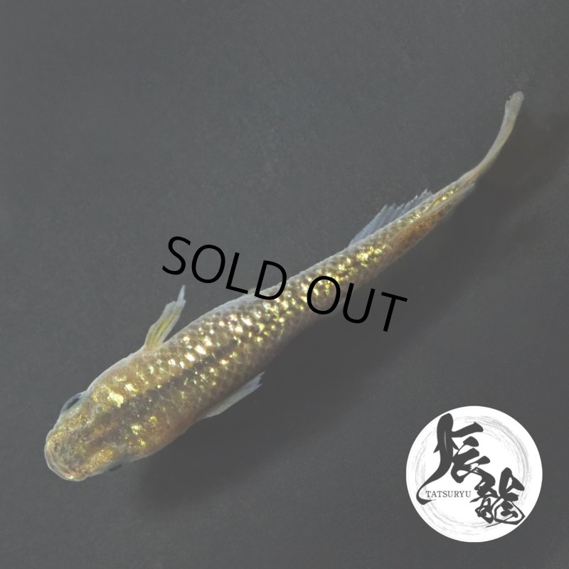 画像3: 金塊 1ペア Ｌサイズ 〜 辰龍ブリード 〜 (3)