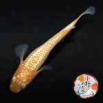 画像3: 紅華 1ペア Ｌサイズ 〜 小野めだかブリード 〜 (3)