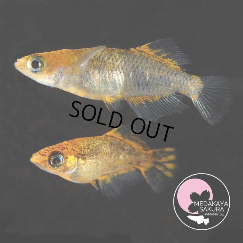 画像2: 乙羽 1ペア Ｌサイズ 〜 めだか屋さくらブリード 〜 (2)