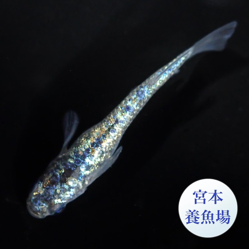 画像1: ネプチューン 1ペア Ｌサイズ 〜 宮本養魚場ブリード 〜 (1)