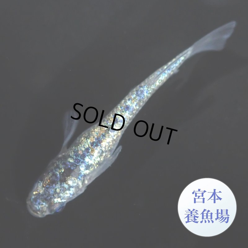 画像1: ネプチューン 1ペア Ｌサイズ 〜 宮本養魚場ブリード 〜 (1)