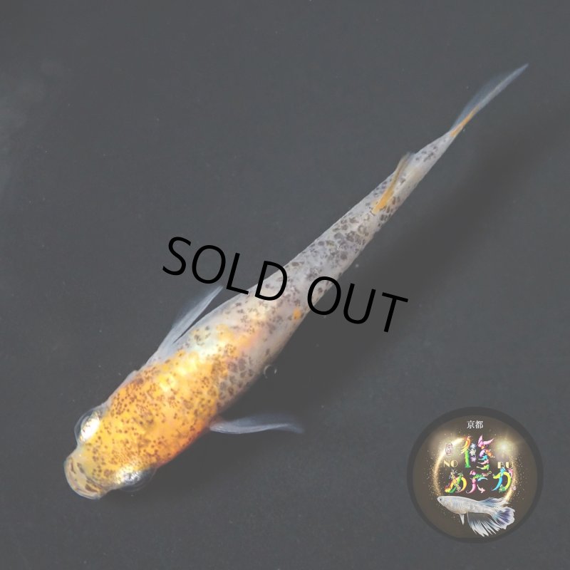 画像3: 烏城三色 1ペア Ｌサイズ 〜 修めだかブリード 〜 (3)