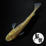 画像2: 金塊 1ペア Ｌサイズ 〜 辰龍ブリード 〜 (2)