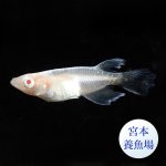 画像3: 龍の瞳 1ペア Ｌサイズ 〜 宮本養魚場ブリード 〜 (3)