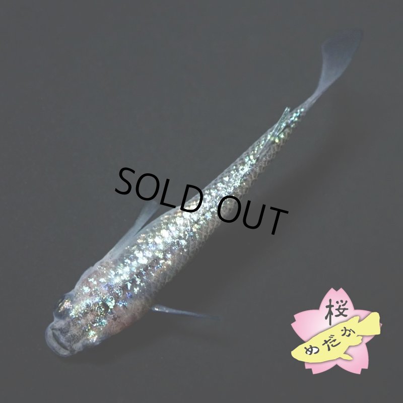 画像2: 黒ラメ幹之サファイア系  Ｍサイズ 1ペア (2)