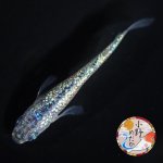 画像2: ネプチューン 1ペア Ｌサイズ 〜 小野めだかブリード 〜 (2)