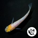 画像3: 王華ブルー 1♂2♀ Ｌサイズ 〜 上州めだか 〜 (3)