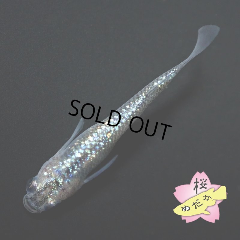 画像1: 黒ラメ幹之サファイア系  Ｍサイズ 1ペア (1)