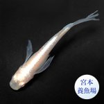 画像2: 龍の瞳 1ペア Ｌサイズ 〜 宮本養魚場ブリード 〜 (2)