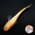 画像2: 紅華 1ペア Ｌサイズ 〜 小野めだかブリード 〜 (2)
