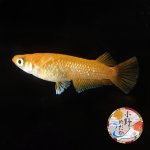 画像3: 紅華キッシングワイドフィン 1ペア Ｌサイズ 〜 小野めだかブリード 〜 (3)