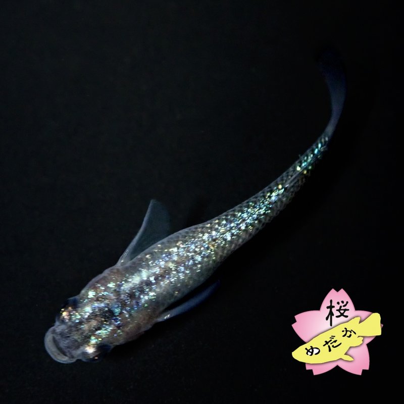 画像3: 黒ラメ幹之サファイア系  Mサイズ 1ペア (3)