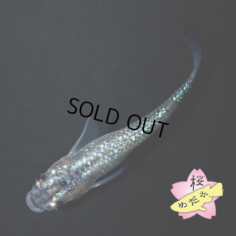 画像3: 黒ラメ幹之サファイア系  Ｍサイズ 1ペア (3)