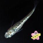 画像3: レックウザ 1ペア Ｍサイズ (3)