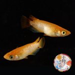 画像2: 紅華キッシングワイドフィン 1ペア Ｌサイズ 〜 小野めだかブリード 〜 (2)