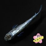 画像2: ブルームーン 1ペア Ｌサイズ (2)
