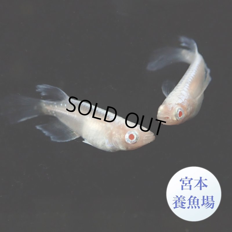画像1: 龍の瞳 1ペア Ｌサイズ 〜 宮本養魚場ブリード 〜 (1)
