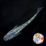 画像3: ネプチューン 1ペア Ｌサイズ 〜 小野めだかブリード 〜 (3)