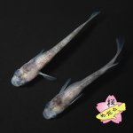 画像1: 令和白ブチＷＦ（ホワイトフィン） 1ペア ＭＬサイズ (1)