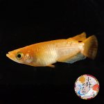 画像1: 紅華キッシングワイドフィン 1ペア Ｌサイズ 〜 小野めだかブリード 〜 (1)
