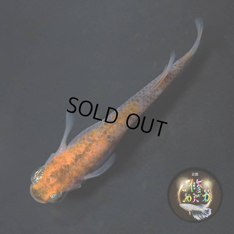 画像2: 烏城三色 1ペア Ｌサイズ 〜 修めだかブリード 〜 (2)