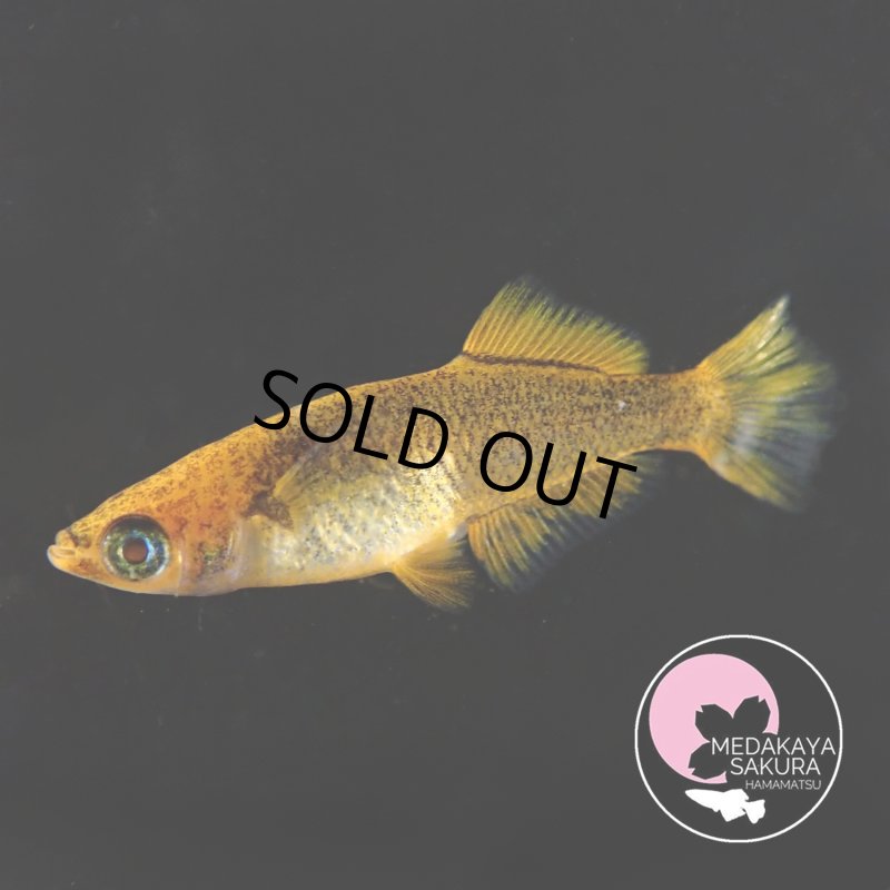 画像3: 乙羽 1ペア Ｌサイズ 〜 めだか屋さくらブリード 〜 (3)