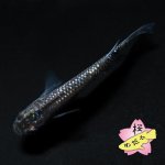 画像3: ブルームーン 1ペア Ｌサイズ (3)