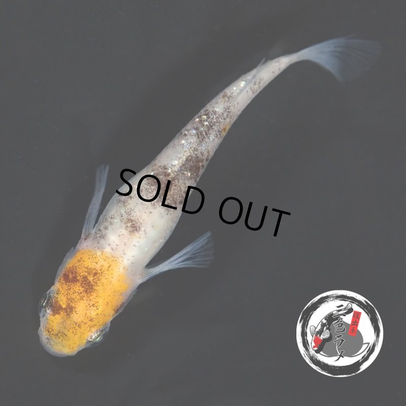 画像2: 坂出系 ３色ラメ幹之 Lサイズ 1ペア D 〜 坂出和彦氏 ブリード 〜 (2)