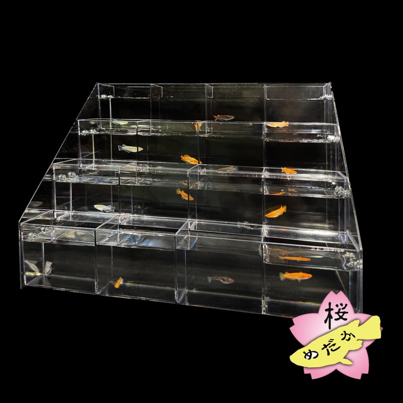 画像4: メダカ 販売・展示用 アクリルスタンドセット (4)