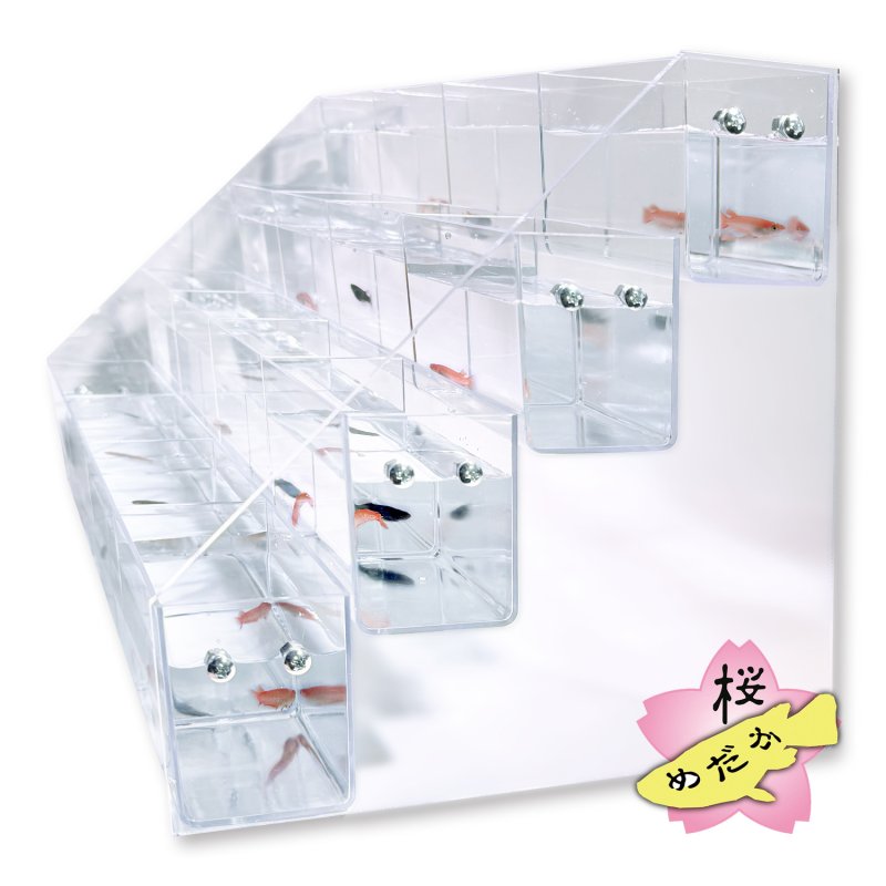 画像2: メダカ 販売・展示用 アクリルスタンドセット (2)