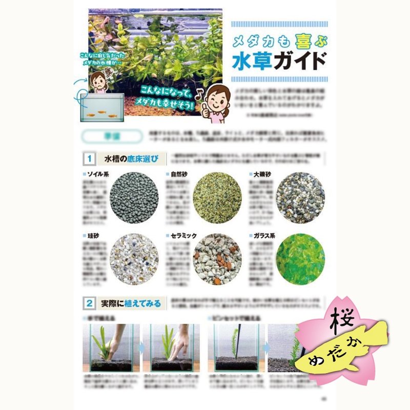 画像6: メダカFriend vol.2 (6)