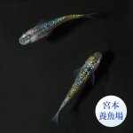 画像1: 宮桜 1ペア ＭＬサイズ 〜 宮本養魚場ブリード 〜 (1)