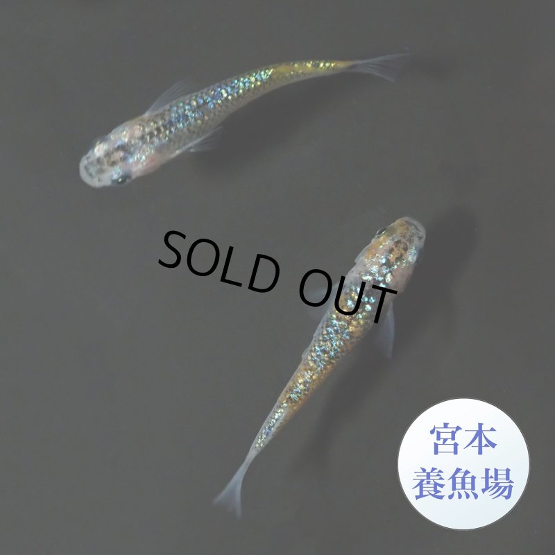 画像1: 宮桜 1ペア ＭＬサイズ 〜 宮本養魚場ブリード 〜 (1)