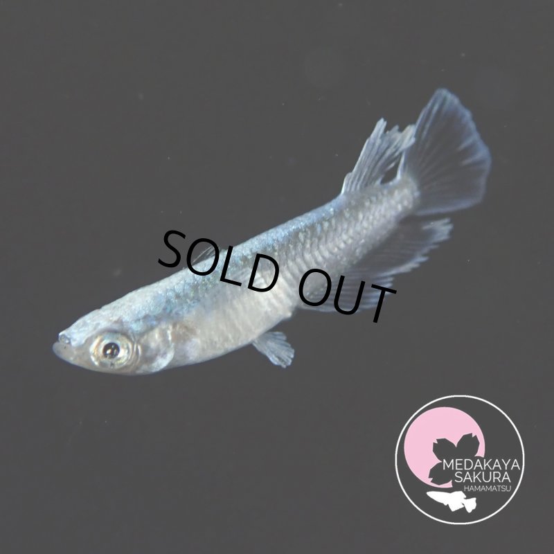 画像3: レーヴ・アースアイ 1ペア МＬサイズ 〜 めだか屋さくらブリード 〜 (3)